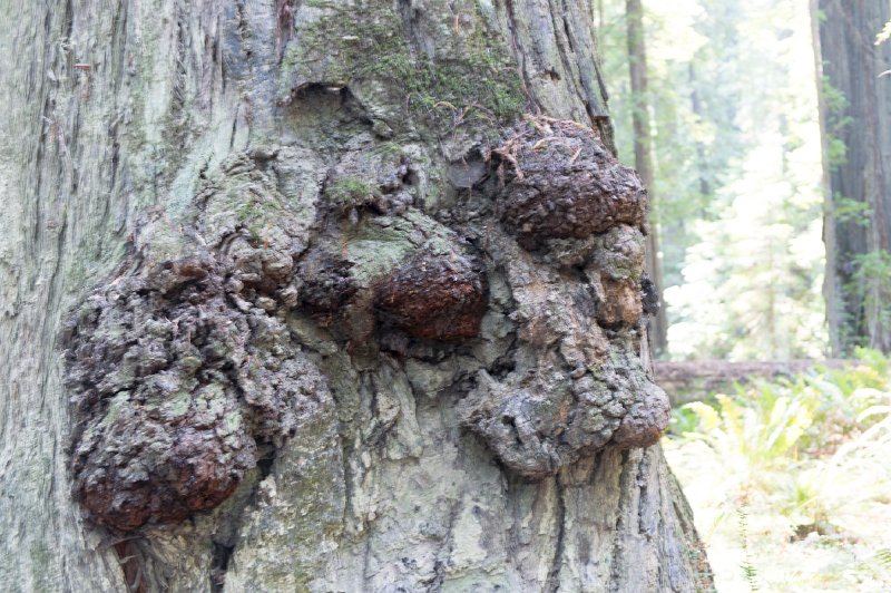 20150822_125740 D3S.jpg - Redwood, Humbolt Redwood State Park